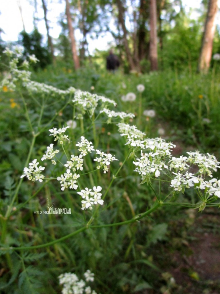 Bunga Parsley juga saya temukan di hutan dekat rumah.