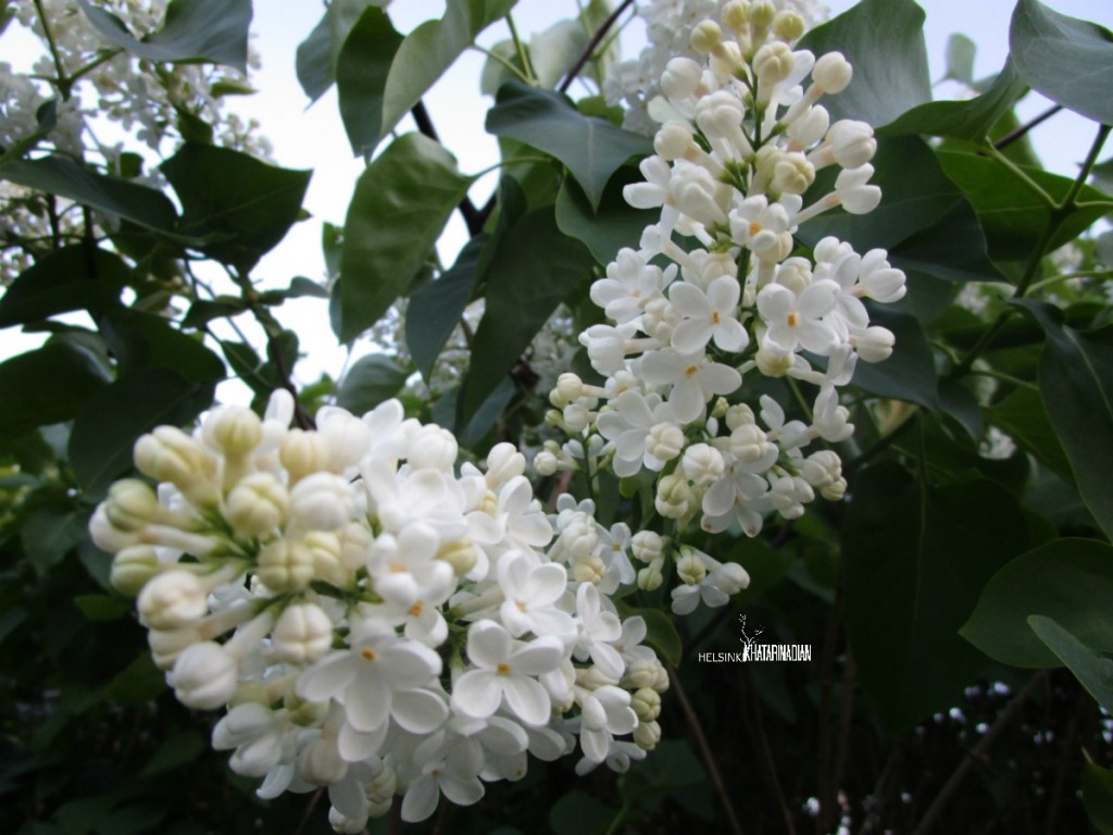 Lilac putih berbau harum seperti lilac ungu. Ia menjadi pilihan tanaman perdu di pekarangan warga finlandia