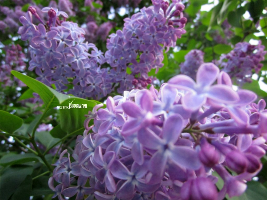 Lilac Ungu banyak ditanam di pekarangan sekitar rumah warga Finlandia