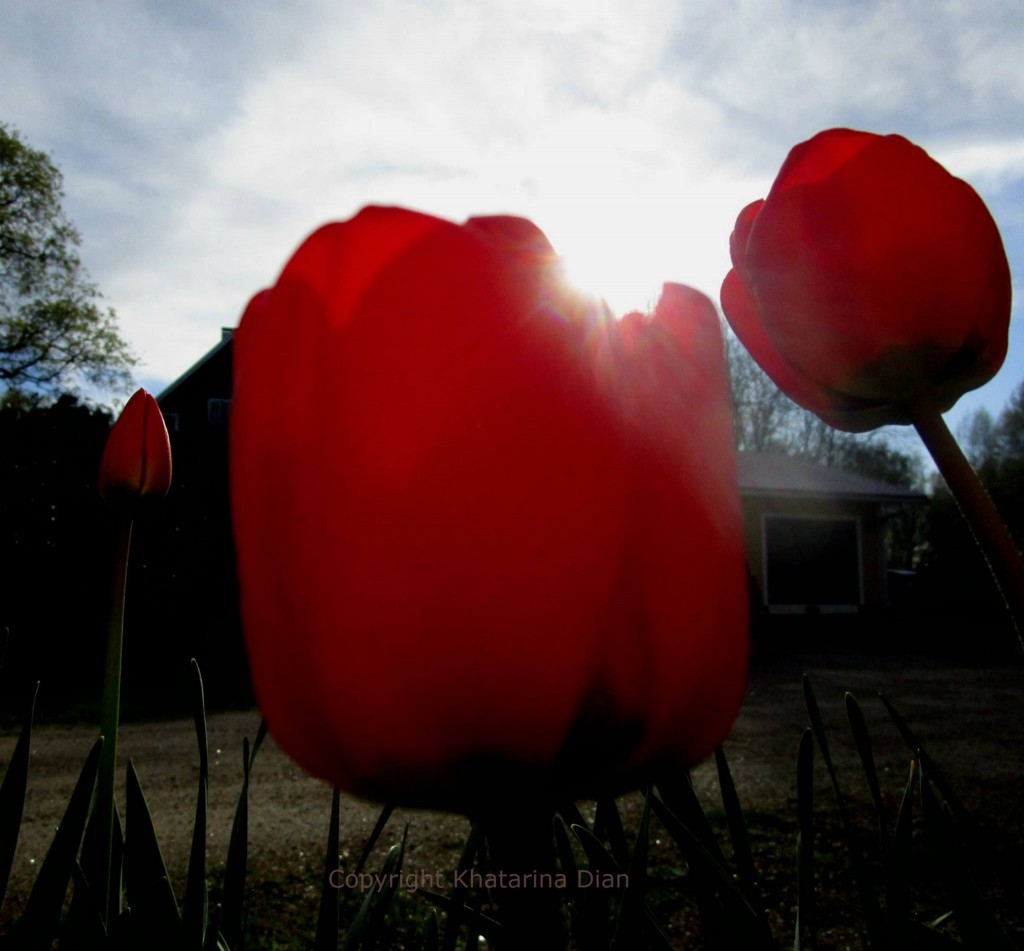 Tulip-tulip merah di halaman kami