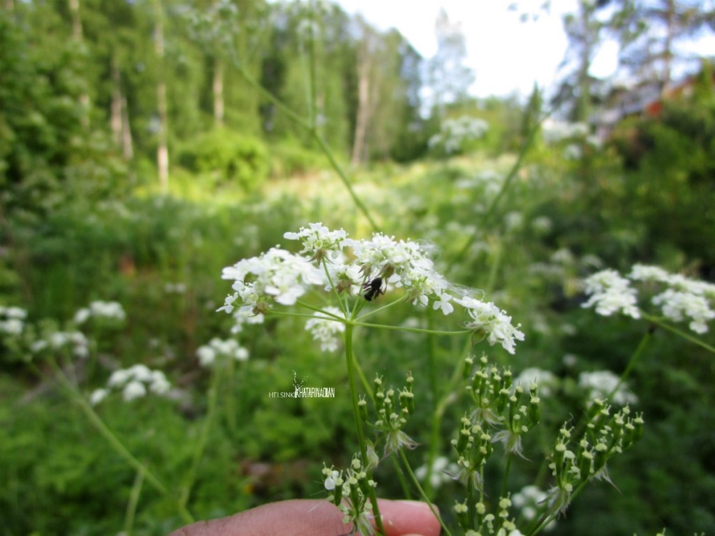 Bunga Parsley di bagian Finlandia selatan sekitar Juni dan Juli.