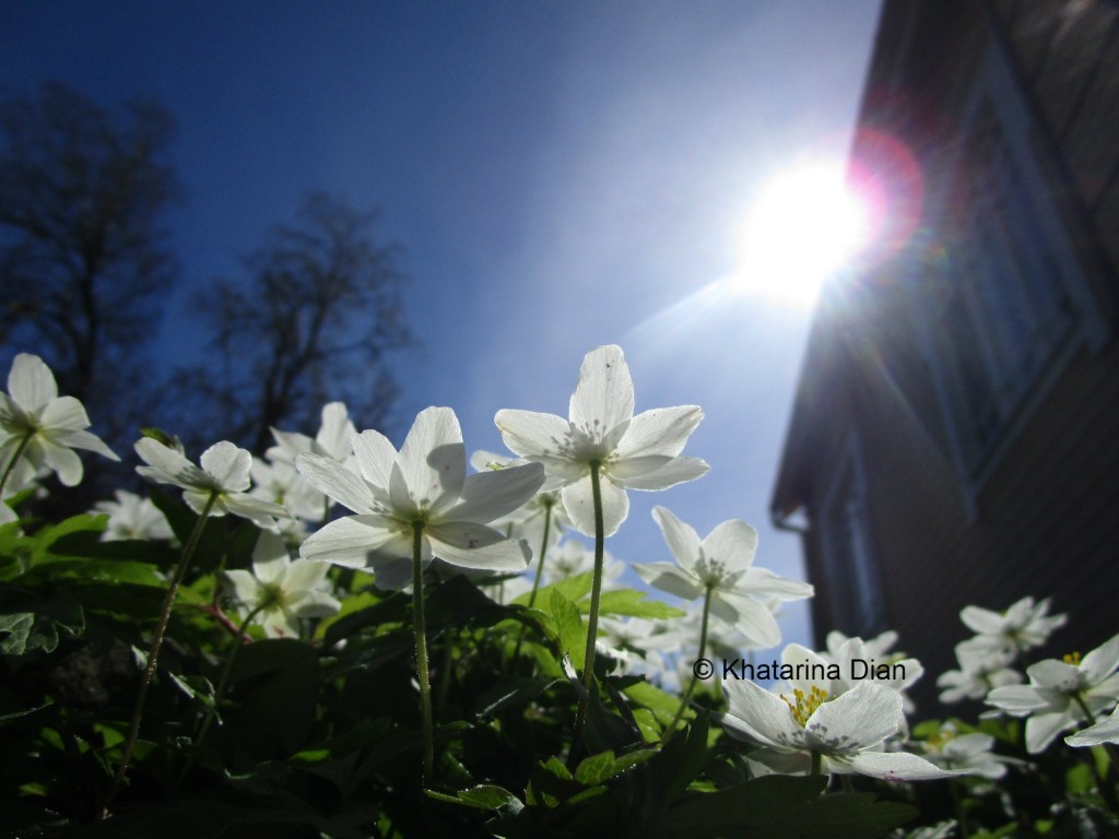 White flowers under the sun in Finland