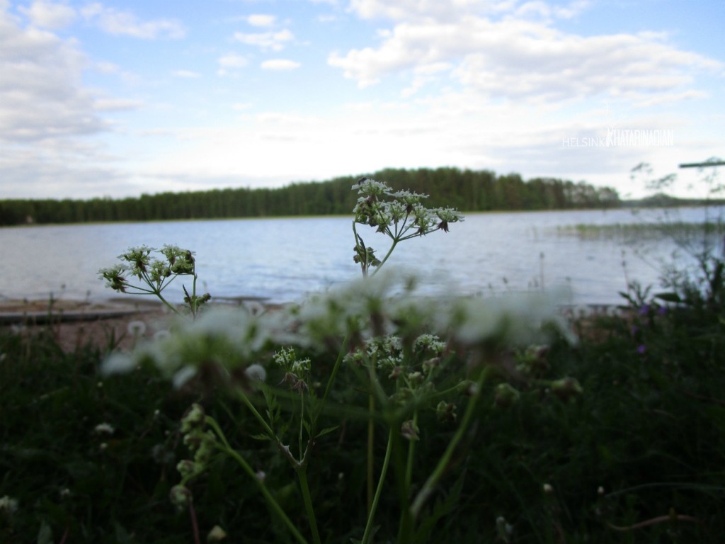 Cantiknya bunga parsley dengan latar belakang Teluk Finlandia