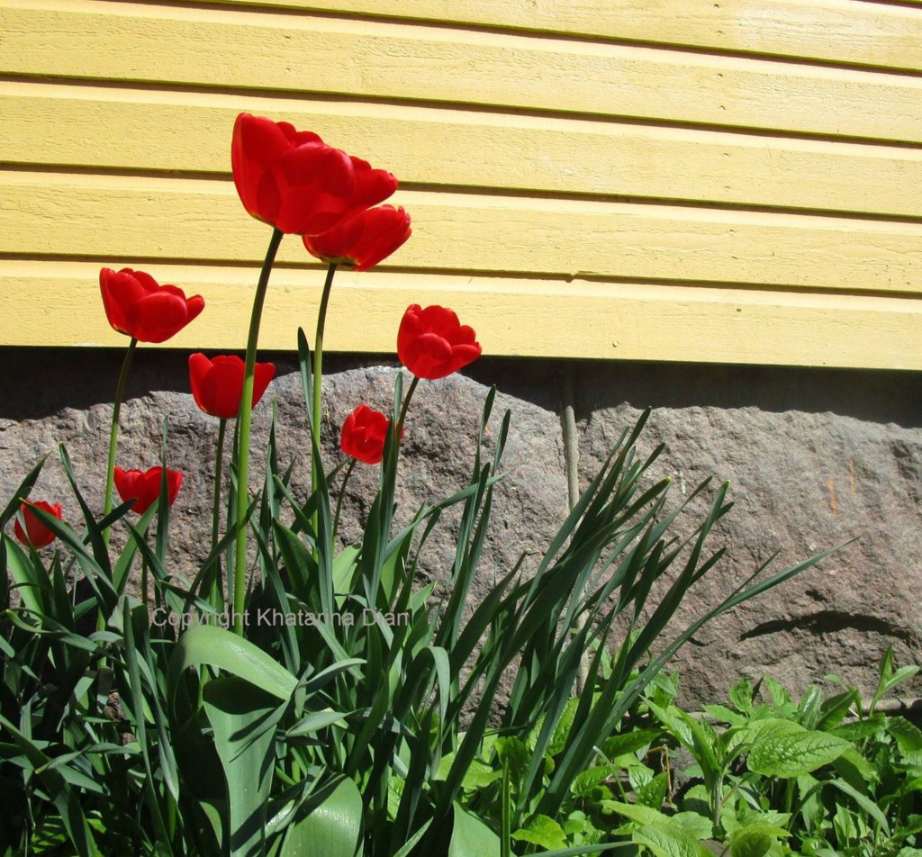 Red Tulips in Finland