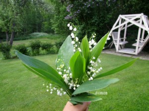 Bunga untuk ibu mertua ini aku petik saat trekking minggu lalu. Baunya wangi meski kemudian aku mengetahui bahwa Lily of the valley ini cukup beracun.