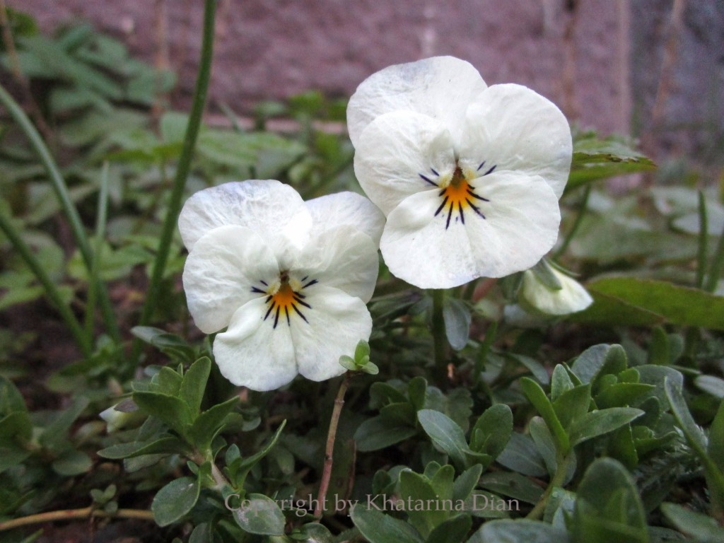 White flowers